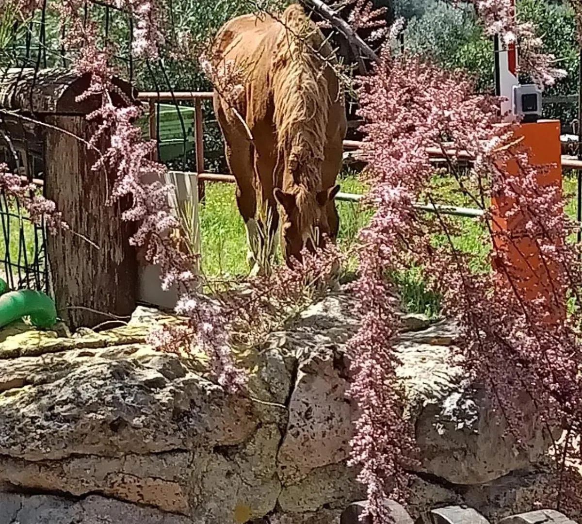 Nyaraló Casa In Provinca Villa Orbetello